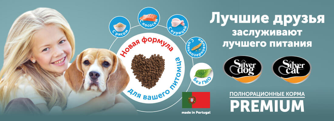 silver dog silver cat